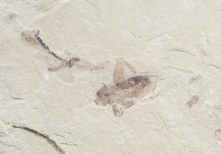 Fossil Cricket (Pronemobius) - Utah #9885